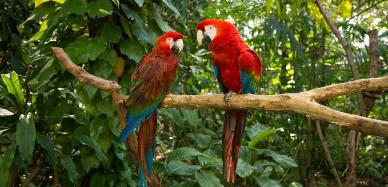 Jungle Island: una aventura salvaje en la ciudad de Miami